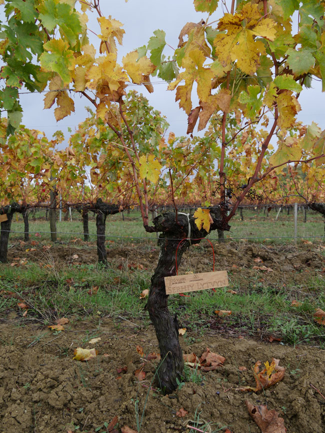 Виноградник на урожай